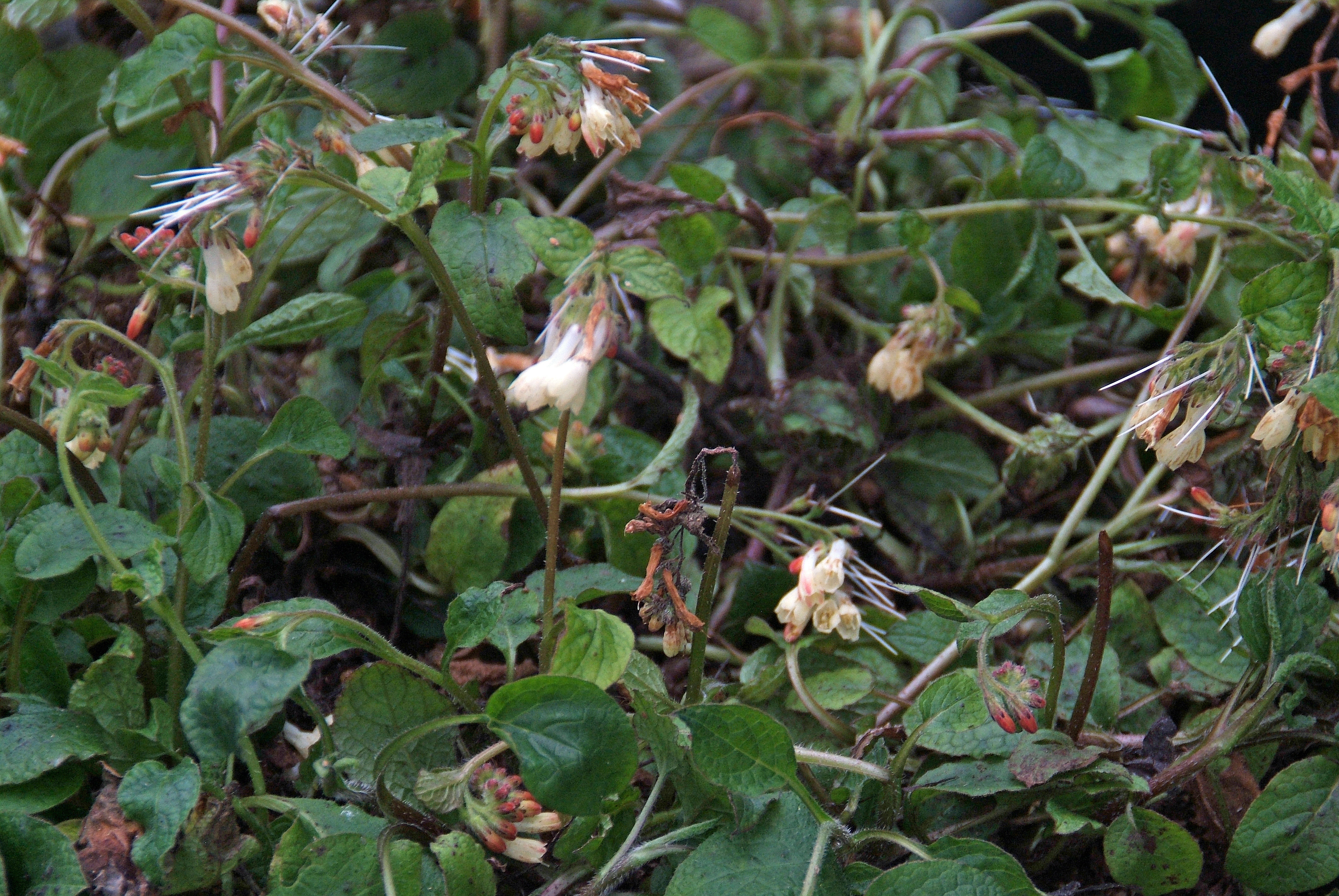 Symphytum grandiflorum Smeerwortel bestellen